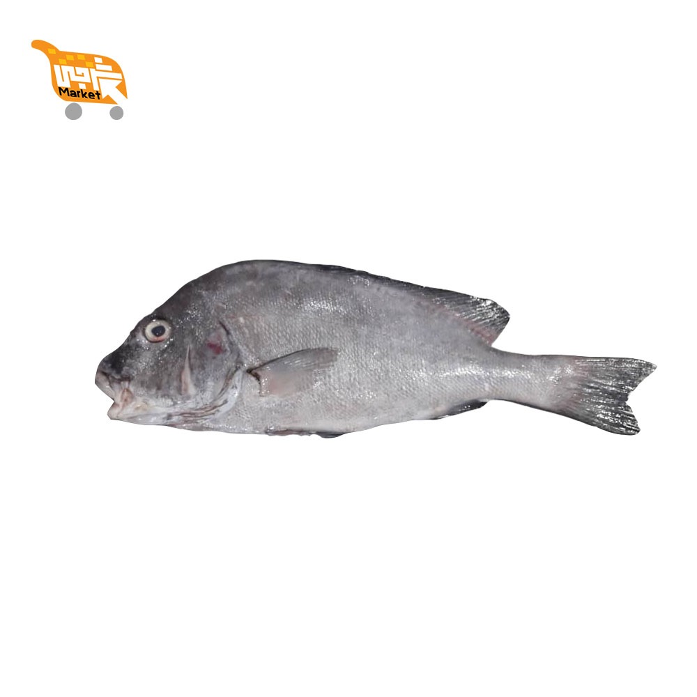 ماهی خنو کیلویی